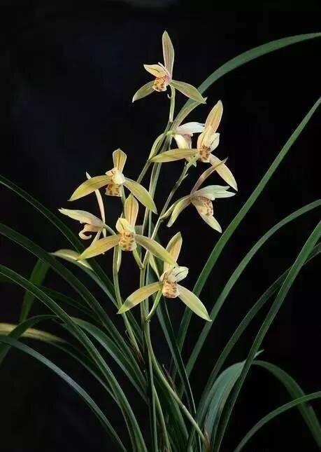 三门峡卢氏野生细叶松针蕙兰,三门峡卢氏黑皮大宽叶野生蕙兰