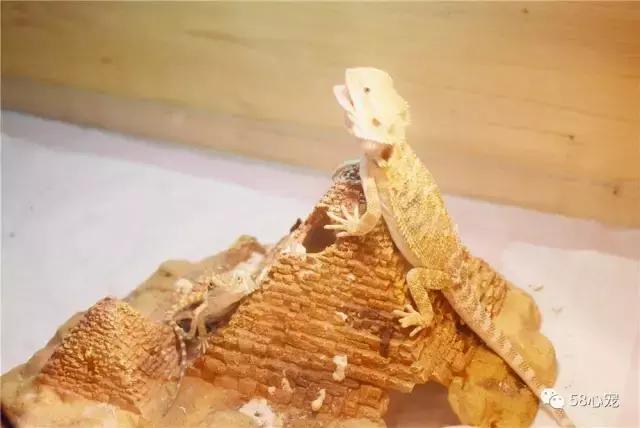 这家公司在办公室里养了十几只宠物员工幸福指数真高