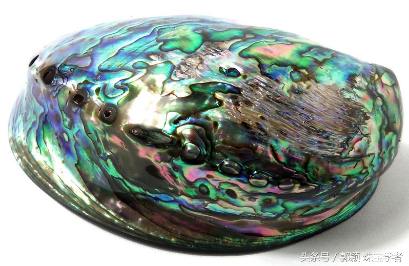 鲍鱼除了吃还代表什么,鲍鱼除了是食物还是什么东西