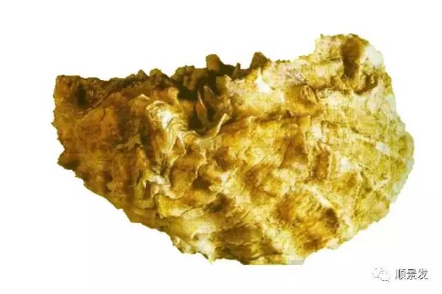 十种常见贝类海鲜图片,贝类海鲜全图