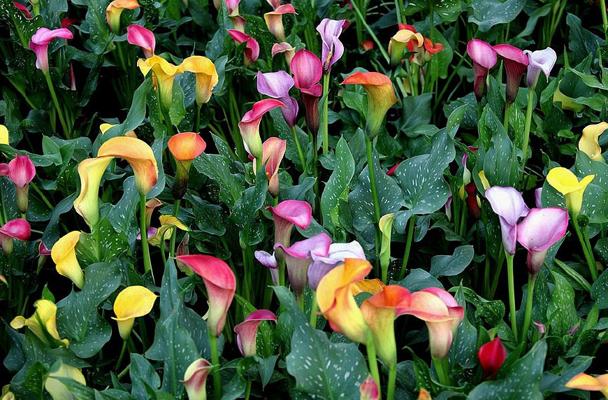 马蹄莲挺秀雅致，花苞洁白，叶片翠绿，可药用清热解毒，治烫伤