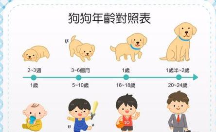 如何教会狗狗定点上厕所,如何引导狗狗去指定的地方上厕所