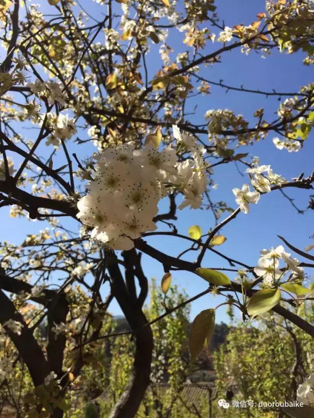 春日阳光下的绿植,阳台上最好看的多肉