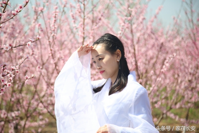 西安城南,樊川胜景人面桃花园,2017年4月29日隆重开园!