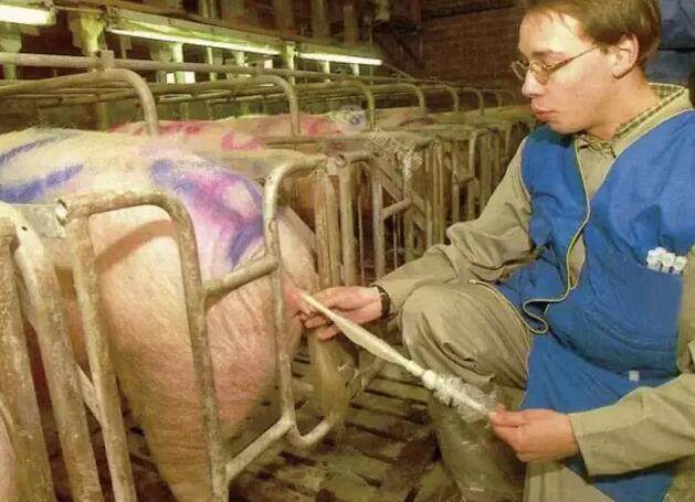 猪人工授精基本操作要点,生猪人工授精简易操作规程