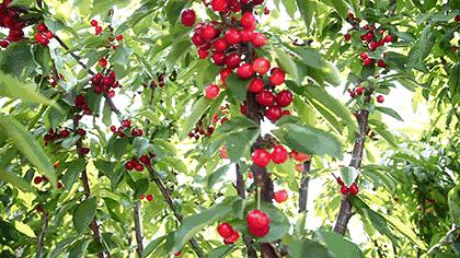 成都周边哪里樱桃最好吃,成都樱桃采摘园附近最近地方