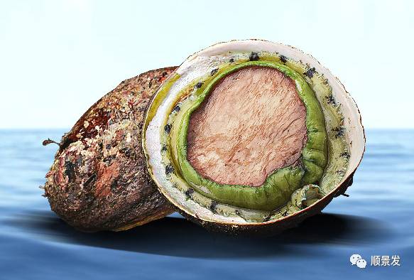 贝类海鲜的品种及图片大全,常见的贝类海鲜图片大全及名称