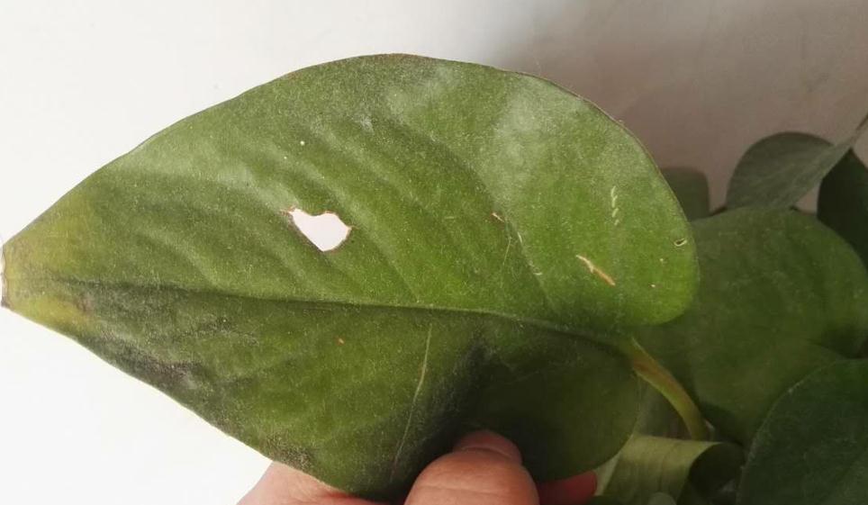 水养绿萝烂根的原因及解决方法,绿萝烂根了怎么办才能挽救