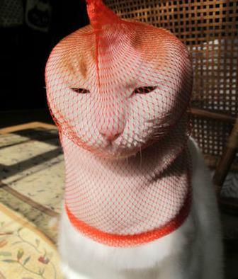 网友养了一群哈士奇,被网友养崩溃的哈士奇