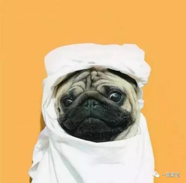 土狗幼犬拉黄色的粑粑什么问题,狗狗拉的便便什么颜色是正常的