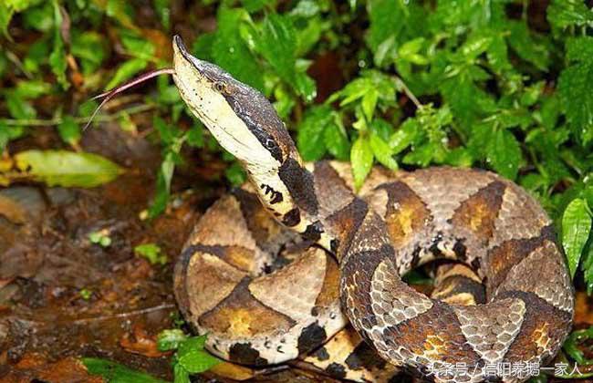 被五步蛇咬了怎么办动漫,被五步蛇咬了怎么办原版