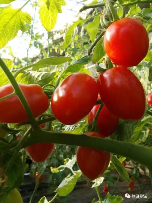 吉林省旅游五一景点推荐,五一游玩吉林出发