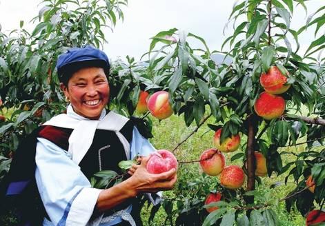 植物王国奇迹果,水果王国植物图鉴系列