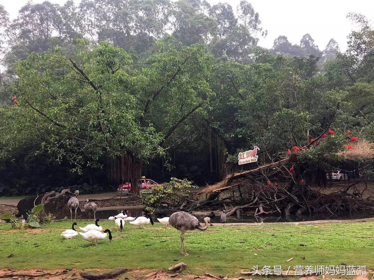 5.1带孩子去长隆推荐,带娃广东长隆欢乐世界游玩攻略