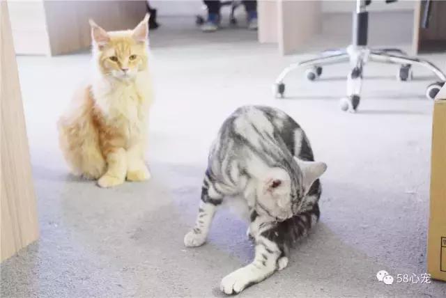 这家公司在办公室里养了十几只宠物员工幸福指数真高