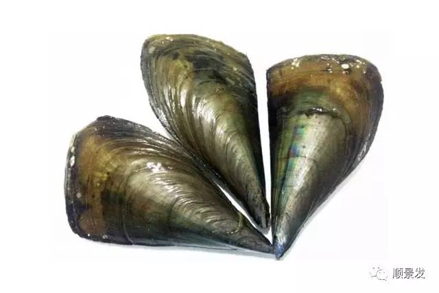 贝类海鲜的品种及图片大全,常见的贝类海鲜图片大全及名称