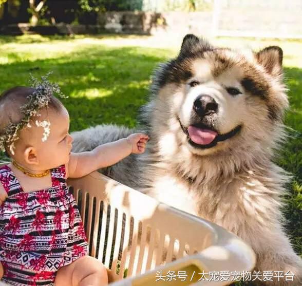 阿拉斯加犬活宠,一周照顾一次的宠物