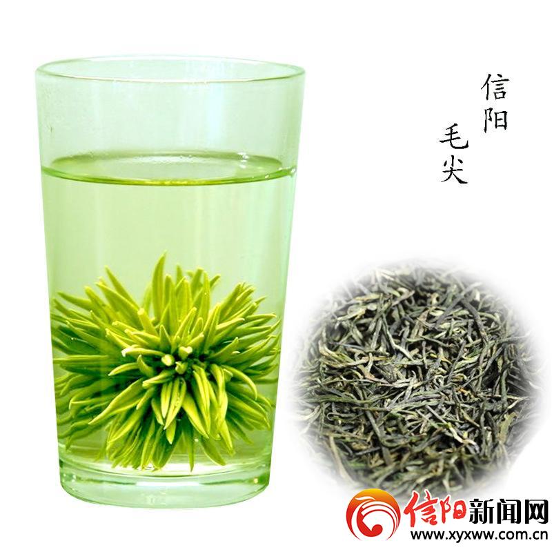 了解信阳毛尖的发展历史,信阳毛尖发展史