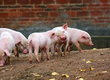 仔猪掉队消瘦炸毛怎么办,仔猪闹栏怎么解决