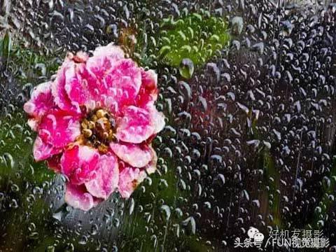 花卉创意摄影作品欣赏,花卉创意摄影十个技巧是什么