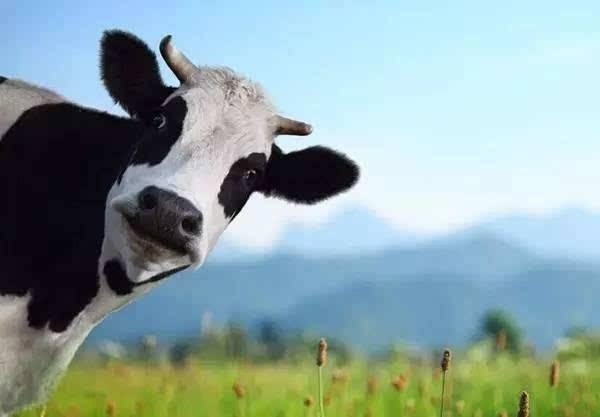 100元在新西兰必买清单,新西兰必买29件