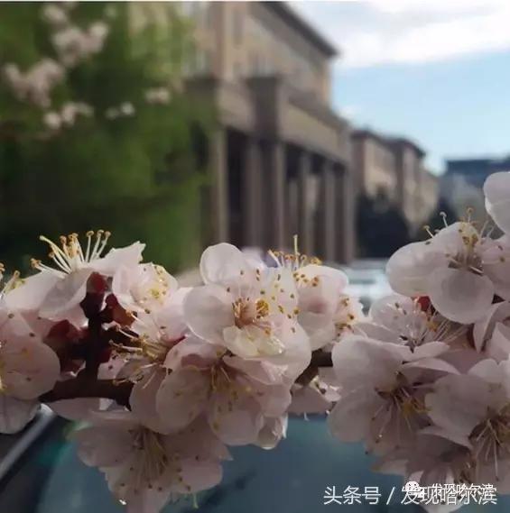 春天哈尔滨好玩的地方,哈尔滨春天景色