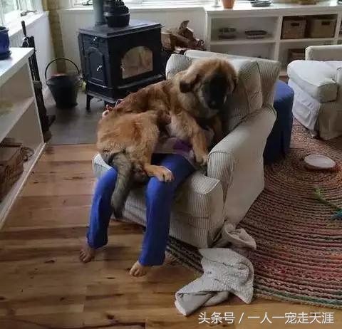 狗狗特别粘人怎么办,摸狗狗哪里最容易粘人