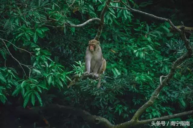 龙虎山最近发生了什么事件,广西南宁龙虎山事件真相视频