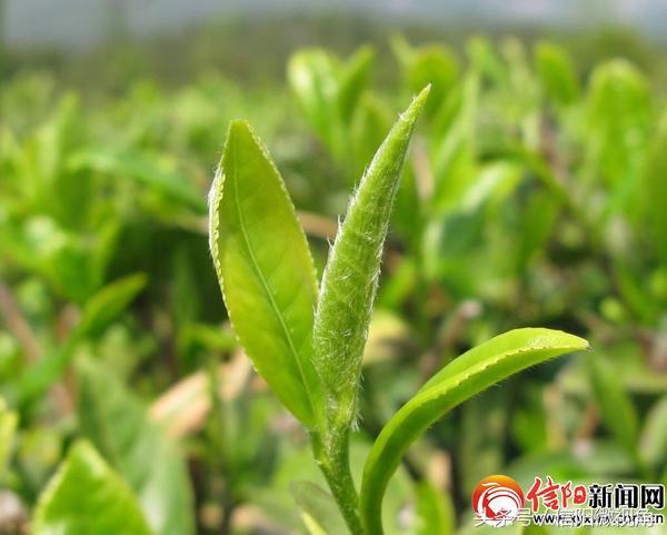 了解信阳毛尖的发展历史,信阳毛尖发展史