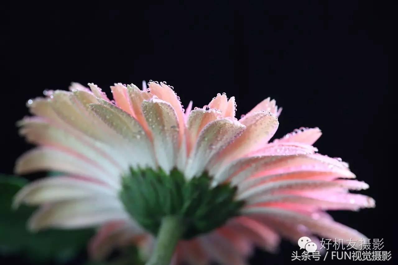 花卉创意摄影作品欣赏,花卉创意摄影十个技巧是什么