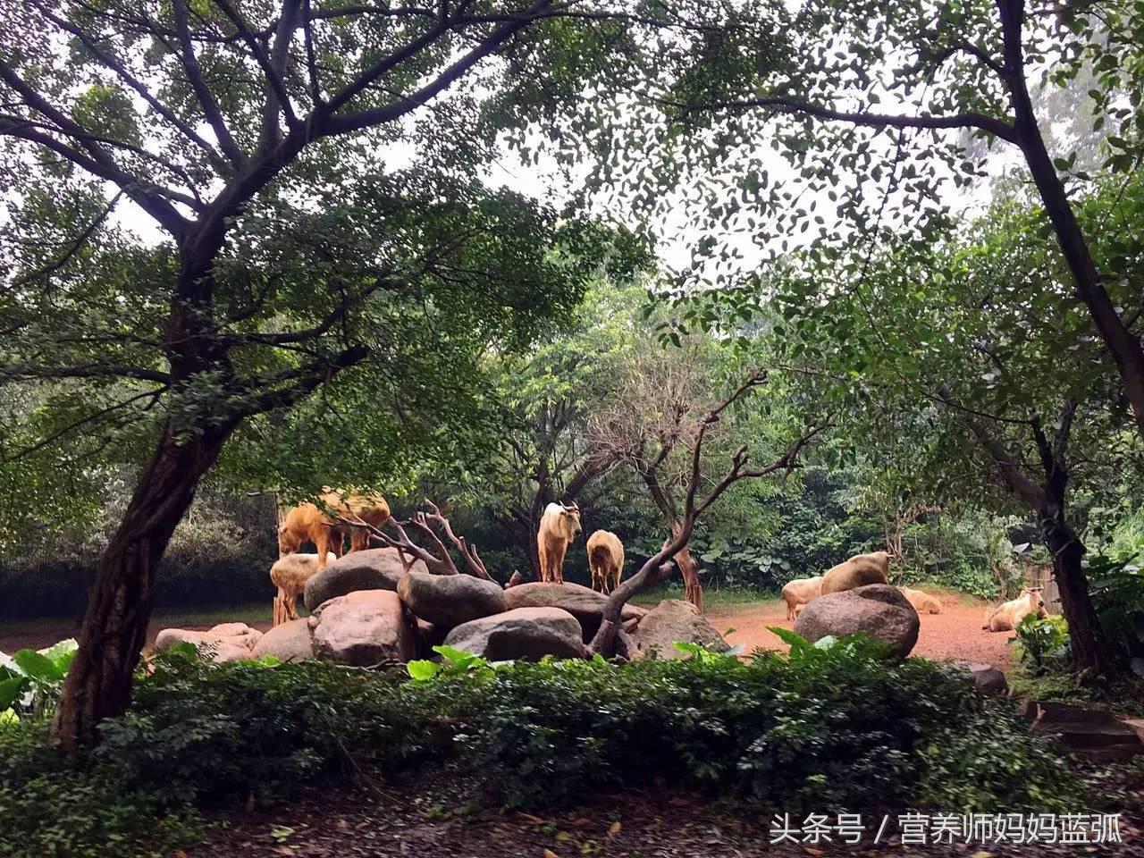 5.1带孩子去长隆推荐,带娃广东长隆欢乐世界游玩攻略