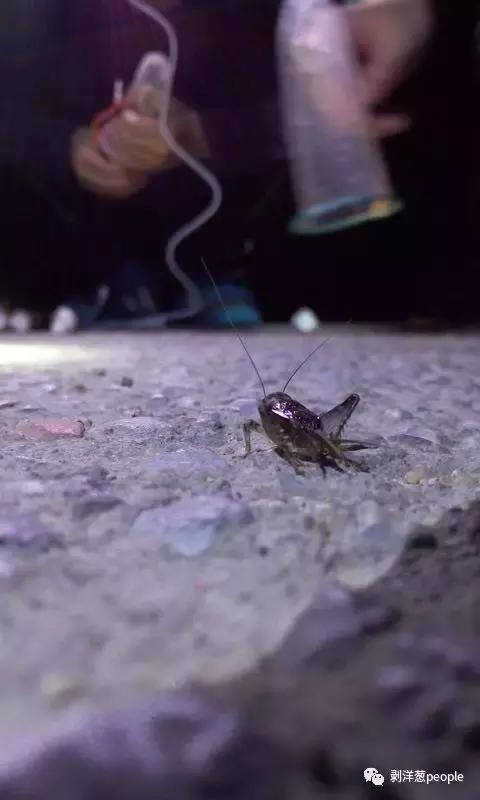 百日虫蝈蝈大概多少钱,百日虫蝈蝈价格