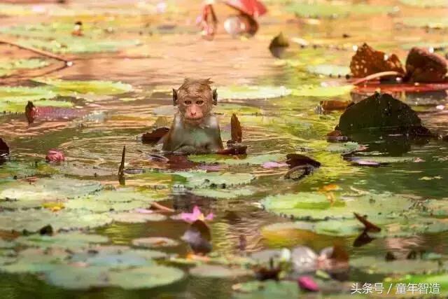 假期一定要带孩子看的5部纪录片,孩子必看的10部自然纪录片
