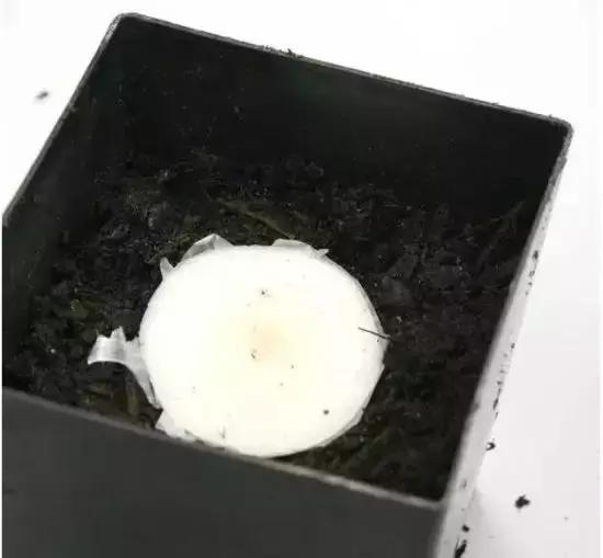 适合阳台种植的蔬菜有哪些特性,在家阳台怎么种蔬菜