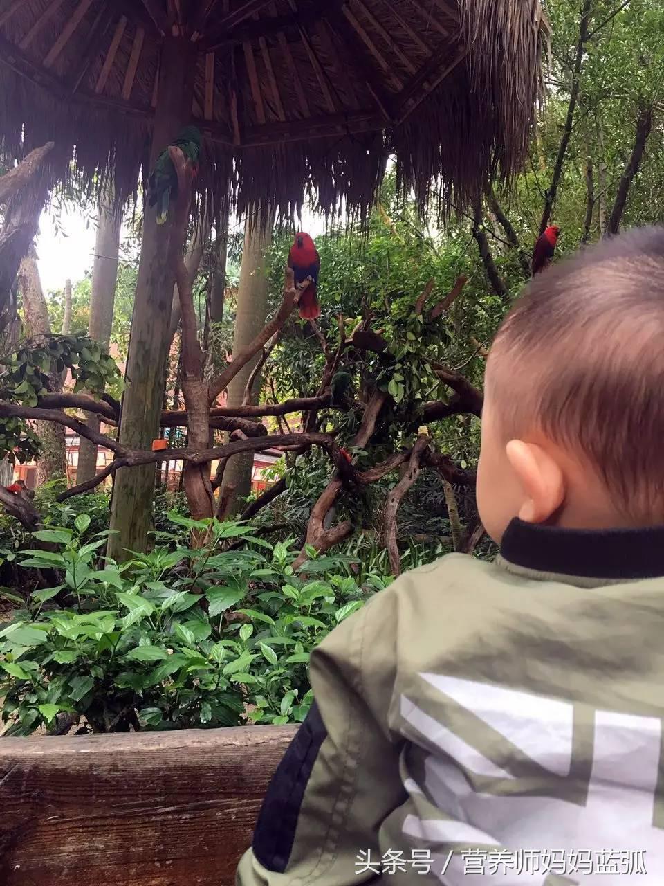 亲子游|井柏然推荐，长隆野生动物世界和海洋王国深度游记！