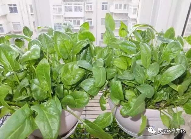 适合阳台种植的蔬菜有哪些特性,在家阳台怎么种蔬菜