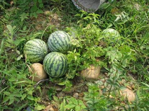 植物王国奇迹果,水果王国植物图鉴系列