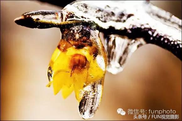 花卉创意摄影作品欣赏,花卉创意摄影十个技巧是什么