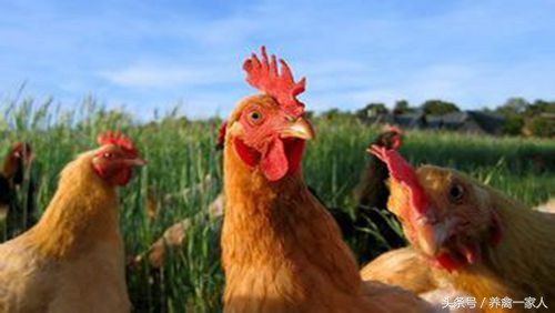 养鸡永不死鸡的秘诀,养鸡啄癖原因