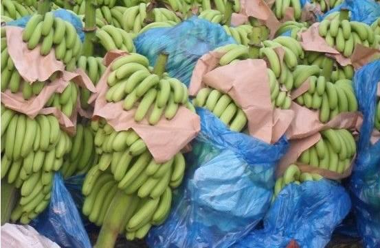 植物王国奇迹果,水果王国植物图鉴系列