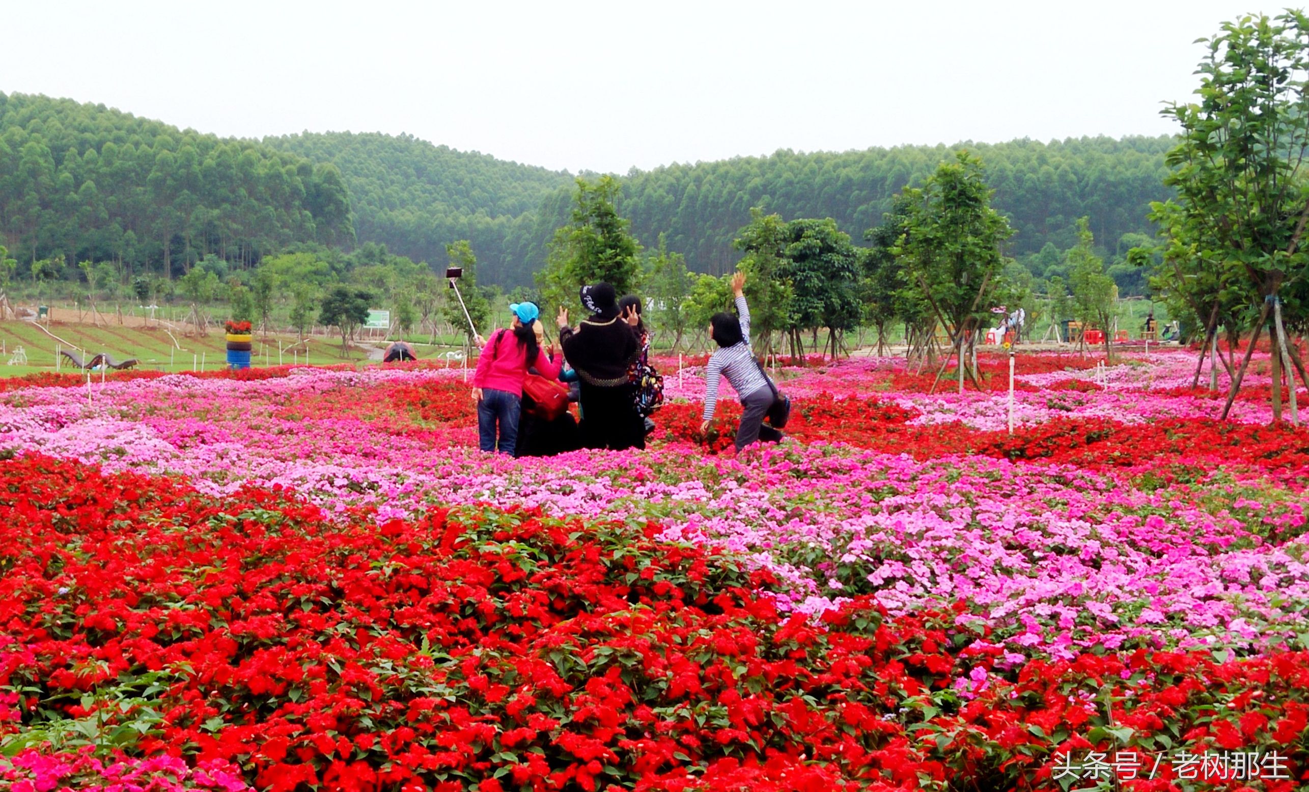 南宁花雨湖景区好玩吗,南宁花雨湖风景区