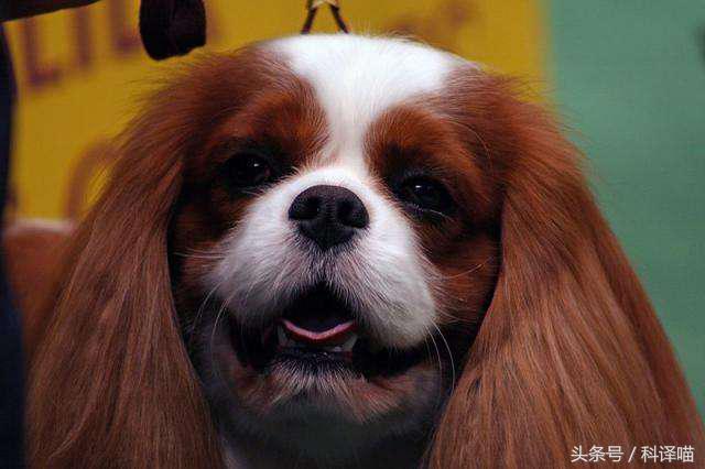 不怕冷的宠物狗有哪些,十种不怕冷的宠物狗有哪些