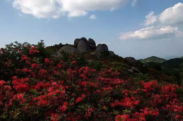 浏阳大围山杜鹃花旅游攻略,湖南浏阳大围山杜鹃花节一日游