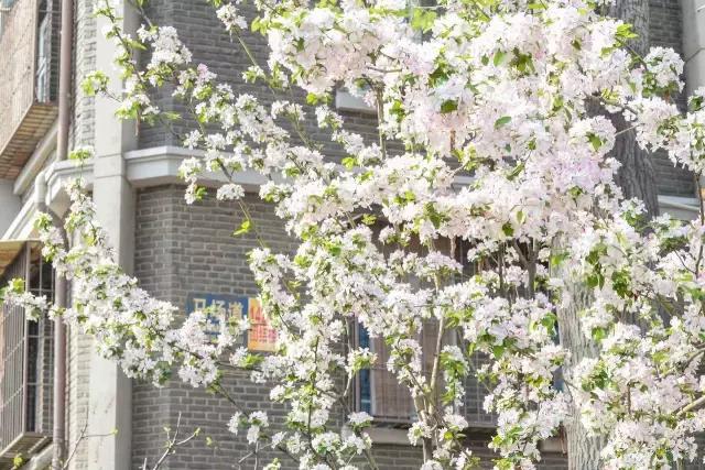 天津五大道百年建筑,天津五大道最美小洋楼欣赏