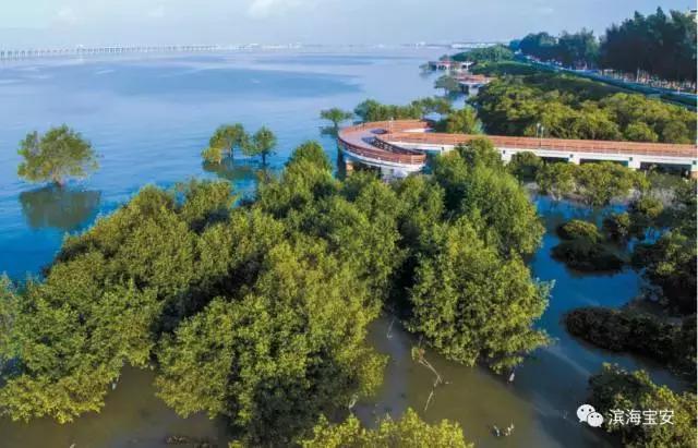 4条社区微巴直达西湾公园，这个“五一”来宝安看海天美景