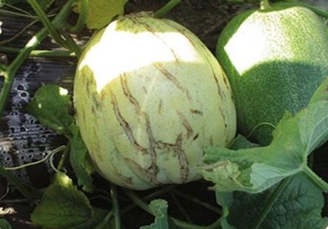 露地甜瓜裂瓜怎么办,甜瓜大面积裂了怎么办