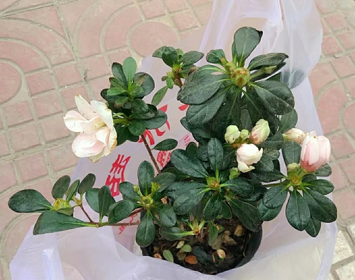 杜鹃叶子全部枯死了还能活过来吗,小叶杜鹃部分小枝叶枯死如何挽救