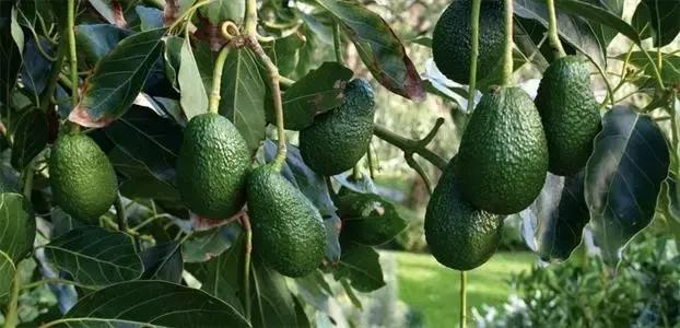 美妆干货:乳木果和牛油果是不是同一个东西?