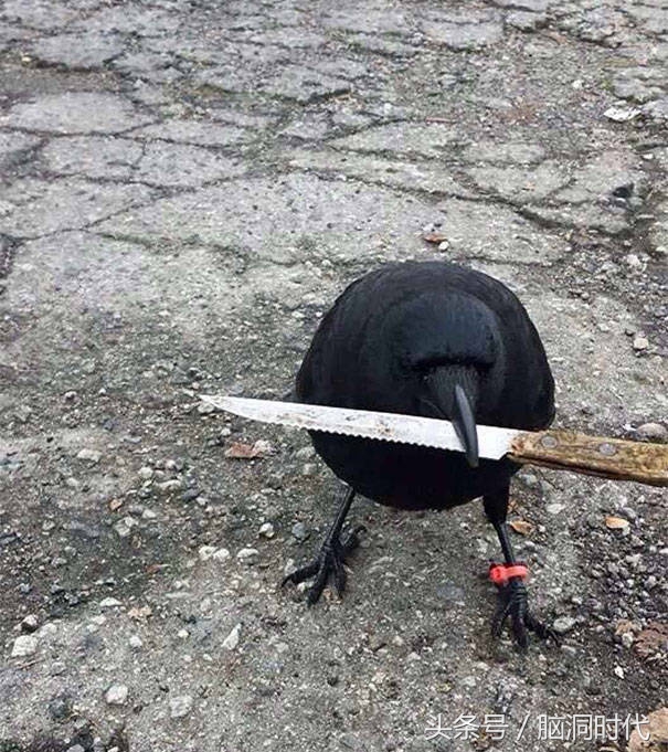 来！给鸦哥上支烟！