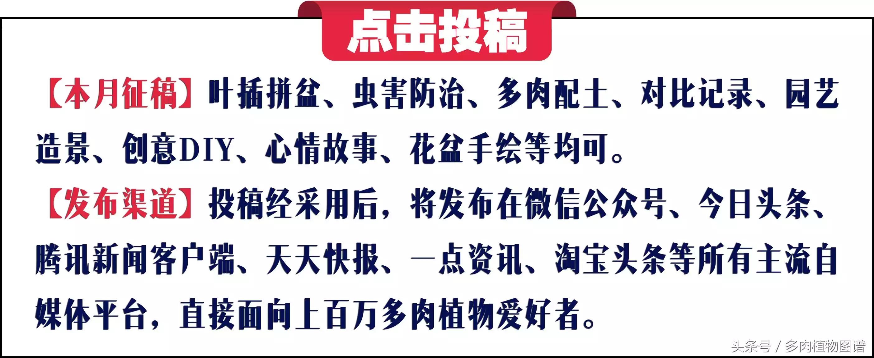 宿舍多肉品种推荐,宿舍多肉